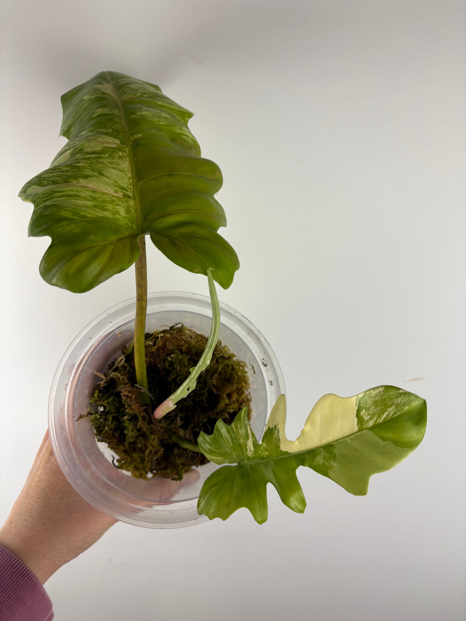 Philodendron Florida beauty x distantilobum variegated top cut lightly rooted