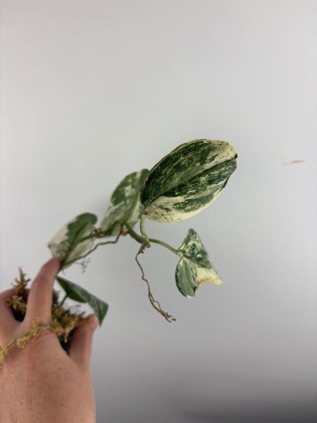 Scindapsus Sp salaka Acintya
