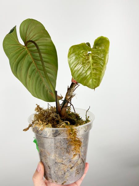 Philodendron sodiroi A AS IS