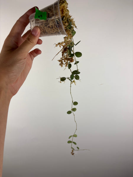 hoya tengchongensis 5