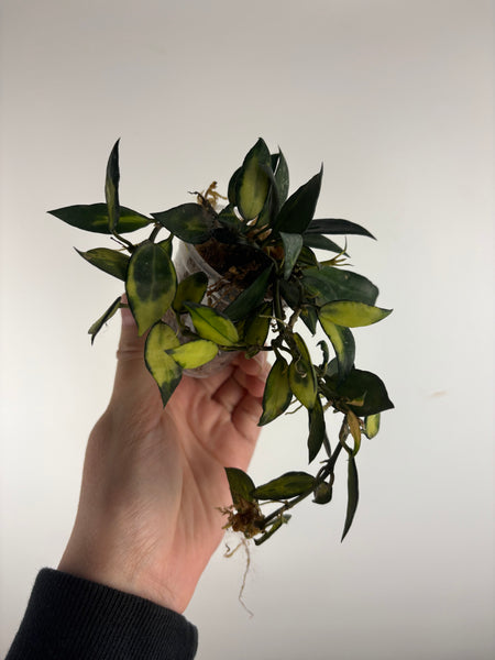 hoya lacunosa illumi B