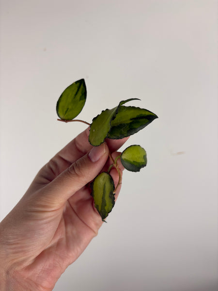 Hoya caudata variegated cutting E
