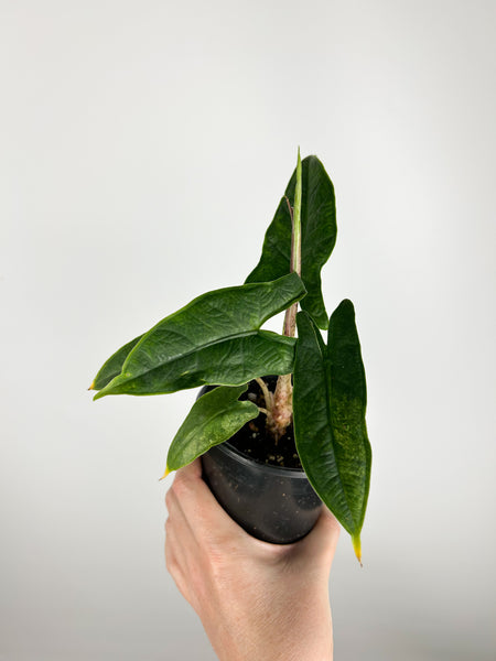 Alocasia Sulawesi green carpet Variegated D