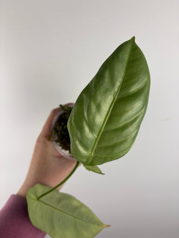 Alocasia beccarii silver