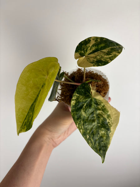 Anthurium FGT HB VRG (LA 05) x Papi (Thailand)