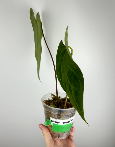 Anthurium Green mamba A