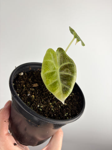 Alocasia Watsoniana aurea variegated B