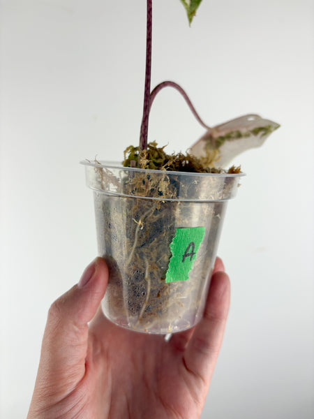 Alocasia pseudo sanderiana pink variegated A