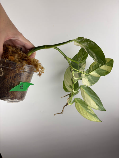 Monstera acacoyaguensis variegated B
