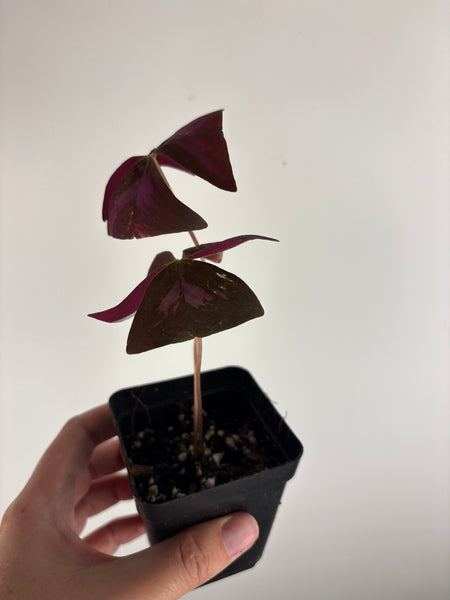 Oxalis triangularis variegated - low variegation