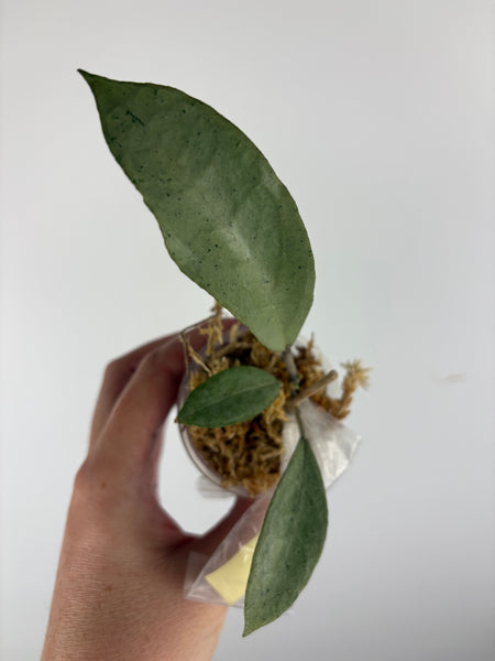 Hoya aff emperor