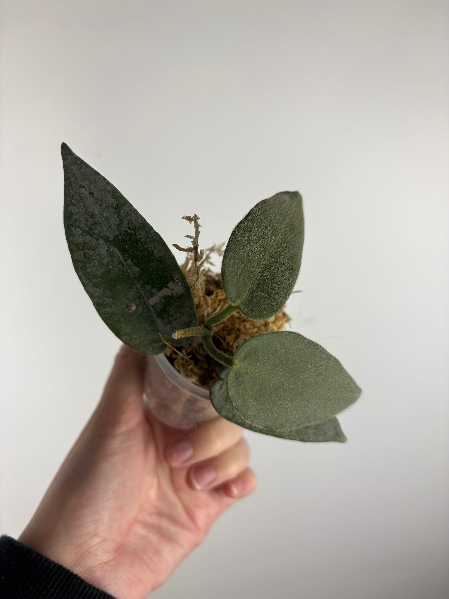 hoya stenakei dark A