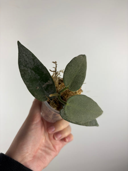 hoya stenakei dark A