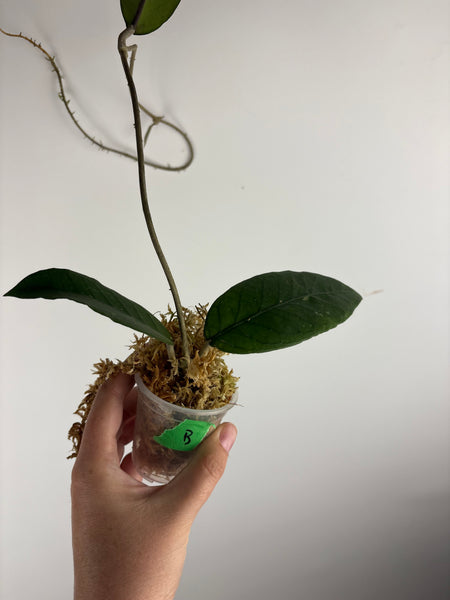 Hoya sp aceh shogun B