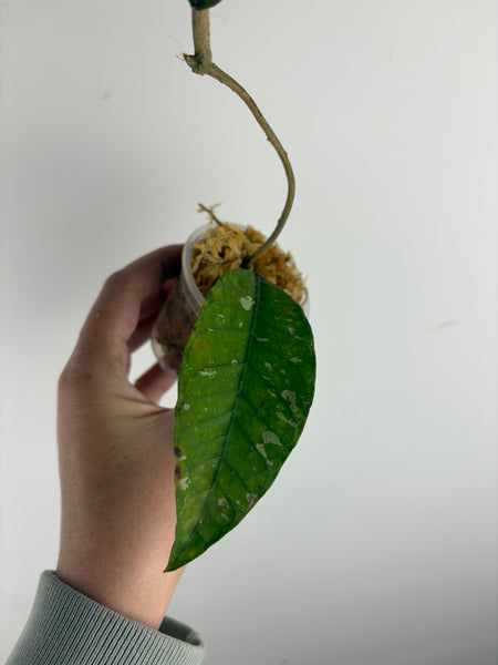 Hoya sp. Aceh 'Bur Perlak' A