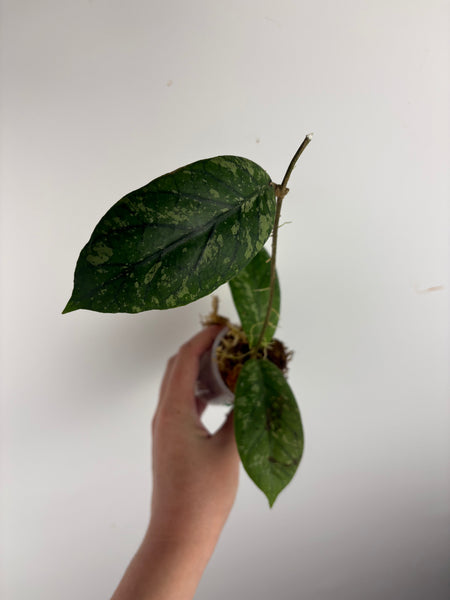 hoya Meredithii mountain kapi B