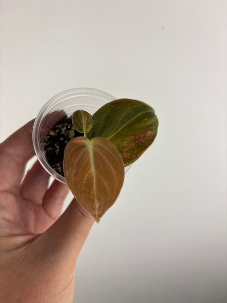 philodendron melanochrysum orange variegated B