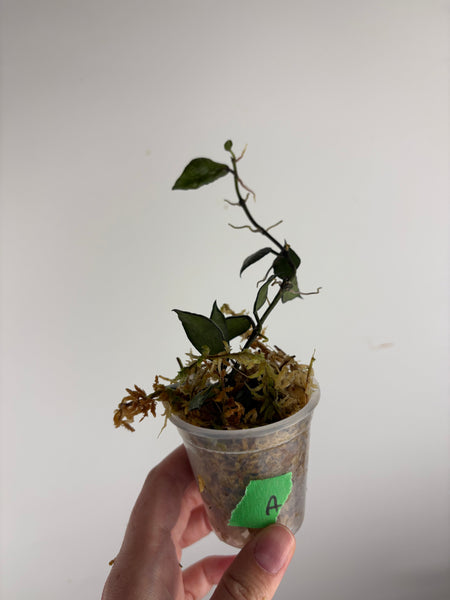 hoya lacunosa violet A