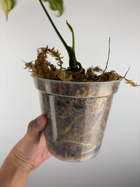 Anthurium clavigerum variegated