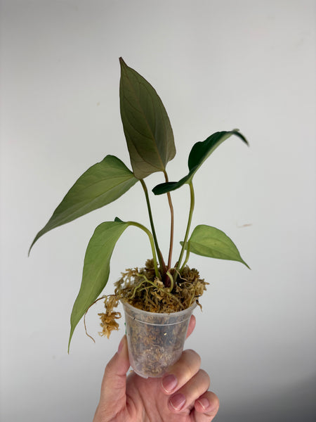 Anthurium Black sweet x blue pap A1