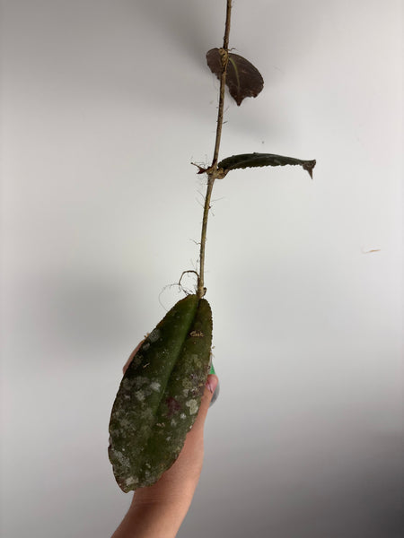hoya undulata army