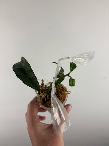 hoya occultata silver A