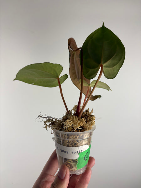 Anthurium BVIT x black sweet G