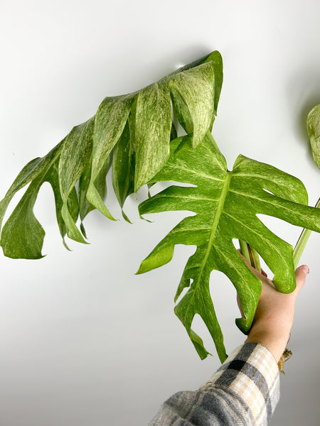 Monstera mint - large plant lightly rooted