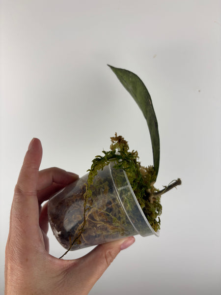 Hoya Clemensiorum
bukit endau silver bottom cut
