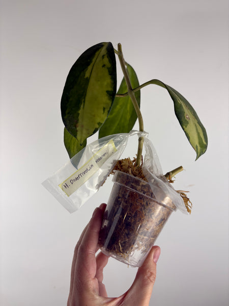 hoya diversifolia maharani A