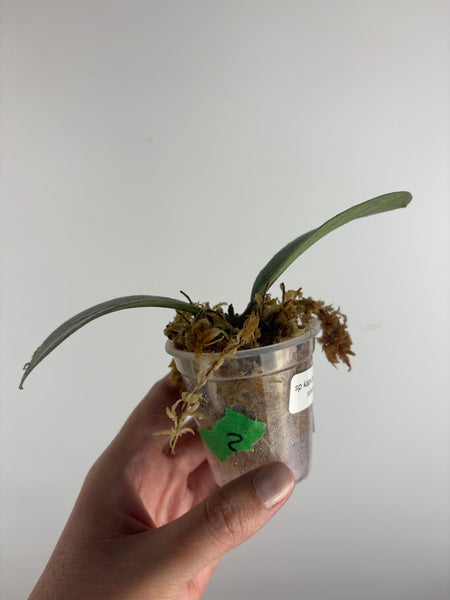 Hoya aff forbesii silver 6