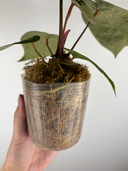 Anthurium magnificum x (Zara x Michelle)