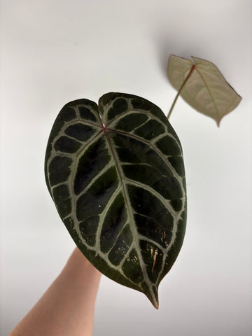 Anthurium kos x red crystal 4