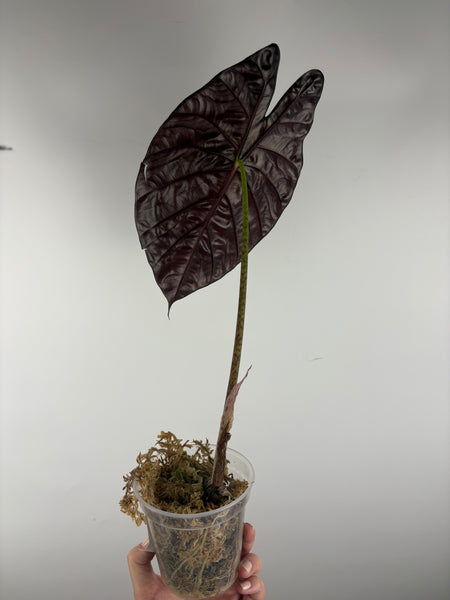 alocasia suhirmaniana 1