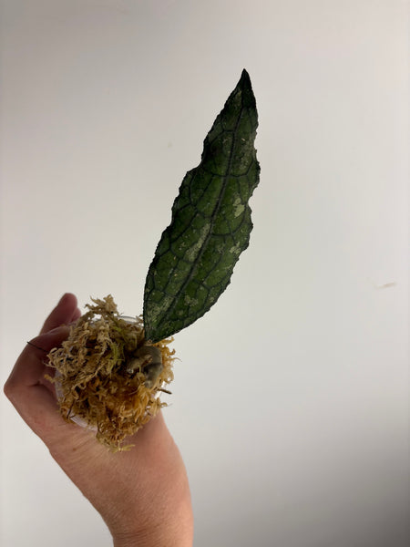 hoya clemensiorum crocodile D2