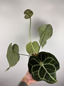 Anthurium clarinervium x papillilaminum As is