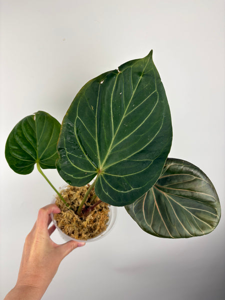 Anthurium king of spades large B