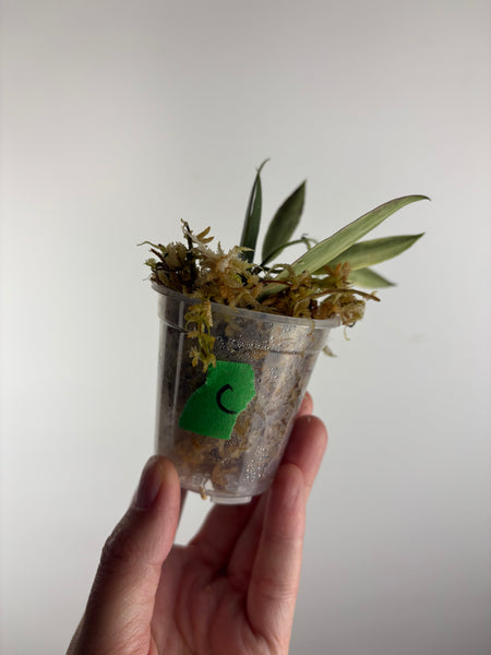 hoya tsangii albomarginata C