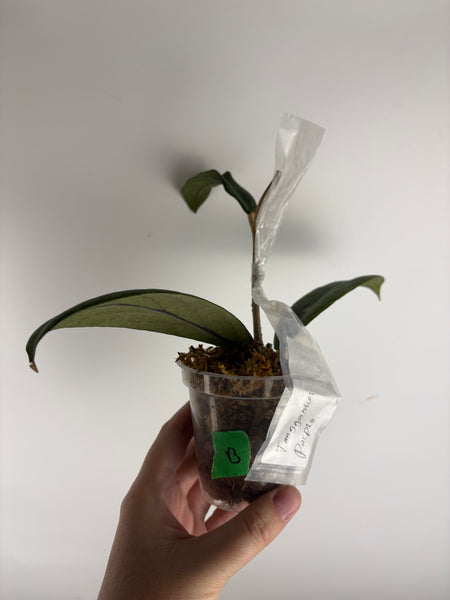 Hoya Tanggamus purple B