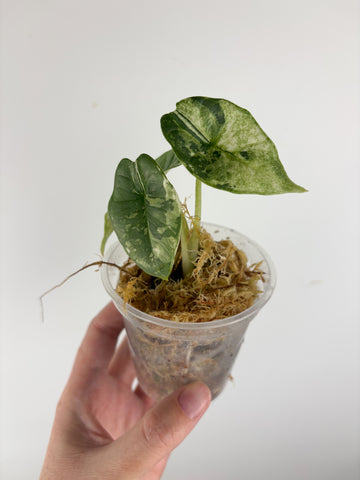 Alocasia Bisma platinum albo variegated