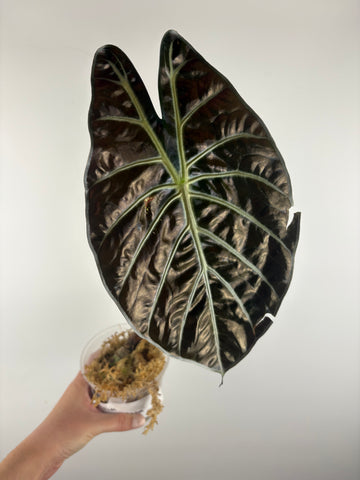 alocasia suhirmaniana 1