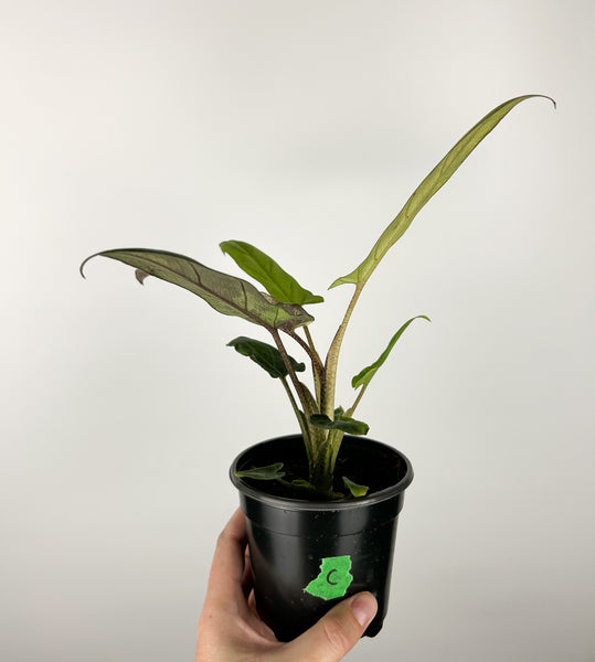 Alocasia lauterbachiana variegated 4 inch pot C