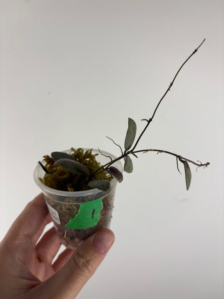 Hoya sp. Kalimantan ('Mini Coin' silver) 1