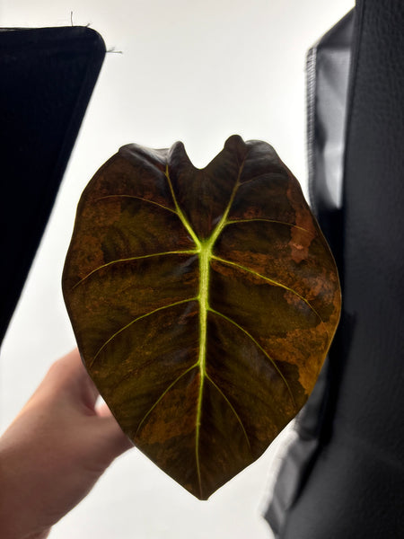 alocasia golden bone aurea B