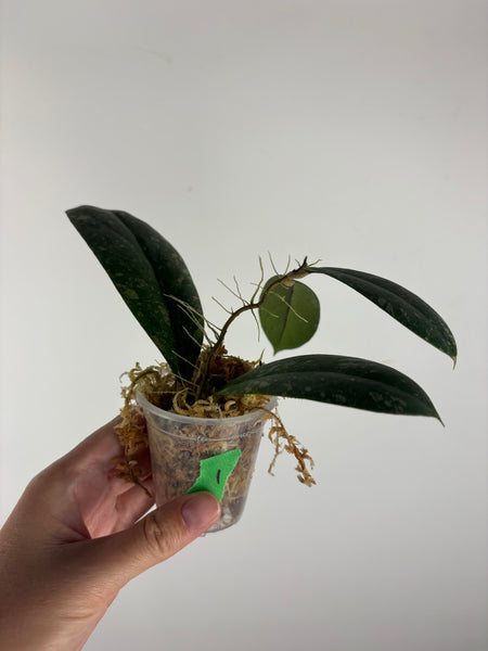 Hoya vitellinoides sp bengkulu 1