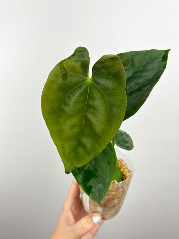 Anthurium Papillilaminum x Red dark phoenix (Thailand)