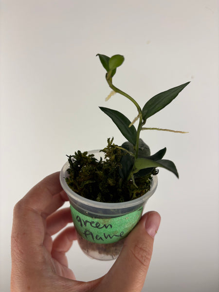 Hoya Lacunosa green flame - no silver