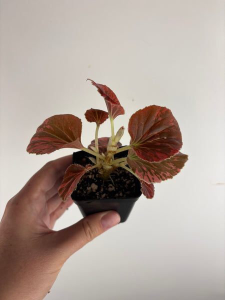 begonia semperflorens red variegated 2.5 inch