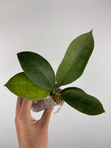 Hoya aff forbesii silver 8