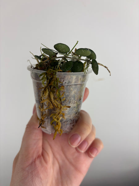 Hoya Serpens C